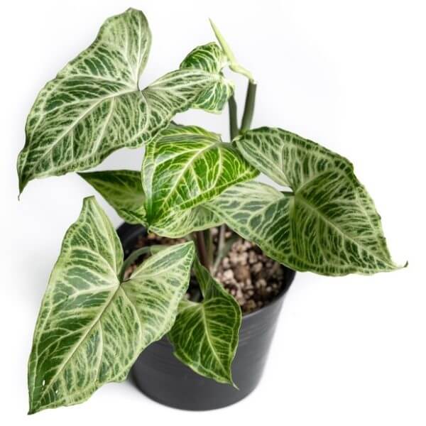 A potted plant with large green leaves featuring prominent white veins, placed in a black pot against a white background.