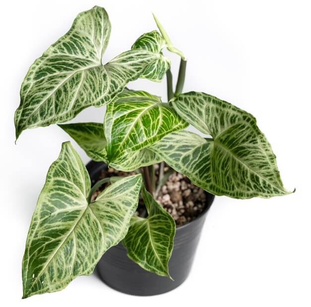 A potted plant with large green leaves featuring prominent white veins, placed in a black pot against a white background.