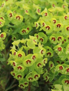 Euphorbia 'Tiny Tim' in a 15cm pot features clusters of vivid green flowers with red centres, creating a striking display for your garden or indoor space.