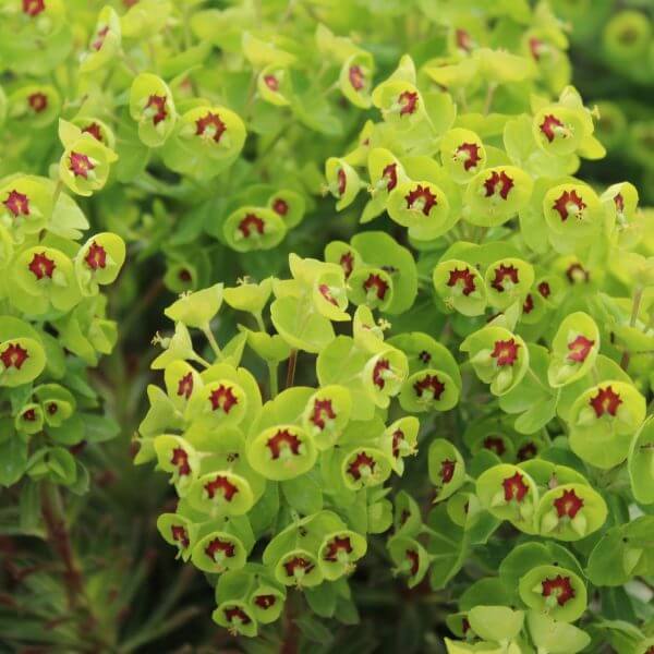 Euphorbia 'Tiny Tim' in a 15cm pot features clusters of vivid green flowers with red centres, creating a striking display for your garden or indoor space.