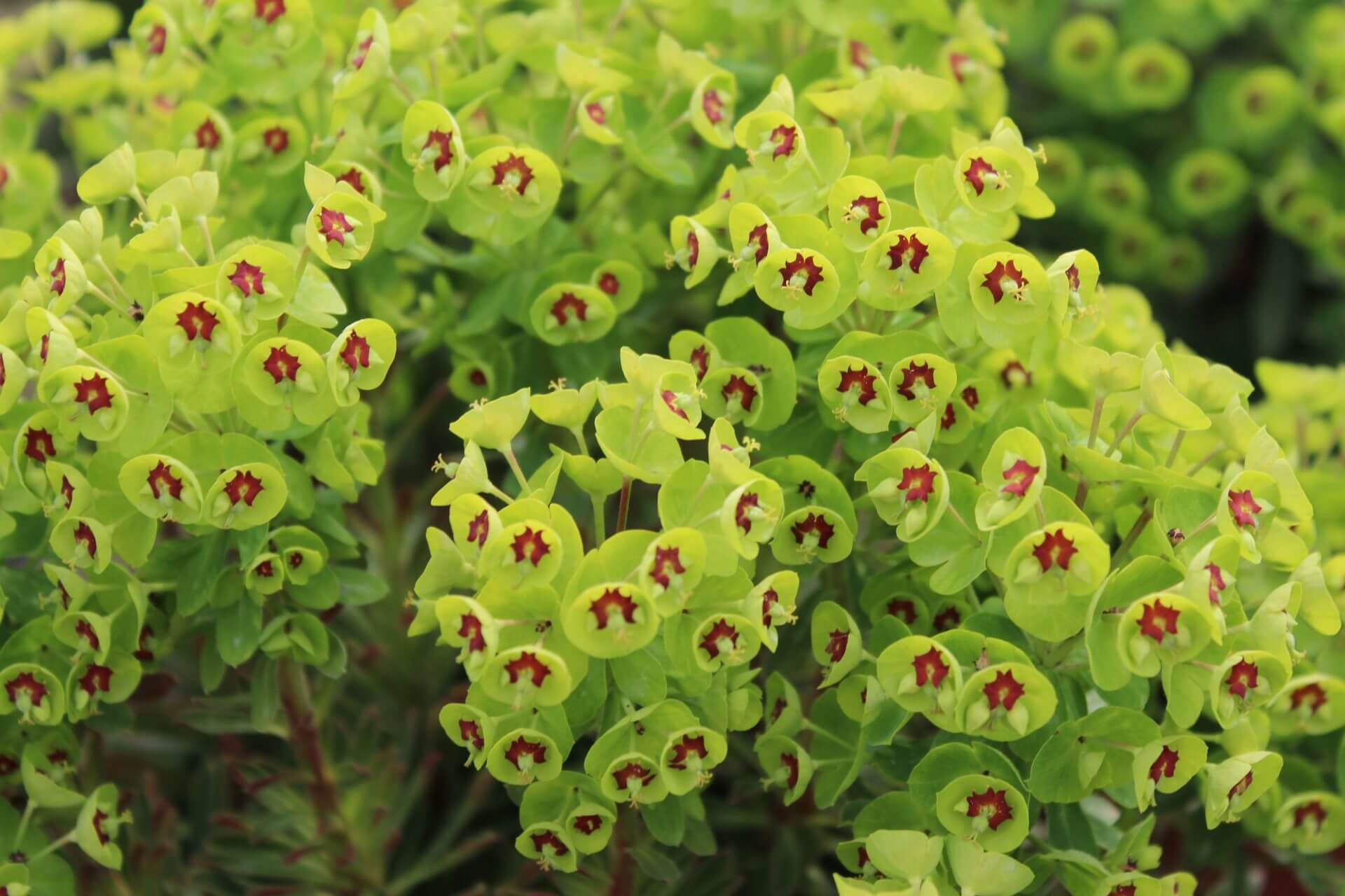 Euphorbia 'Tiny Tim' in a 15cm pot features clusters of vivid green flowers with red centres, creating a striking display for your garden or indoor space.