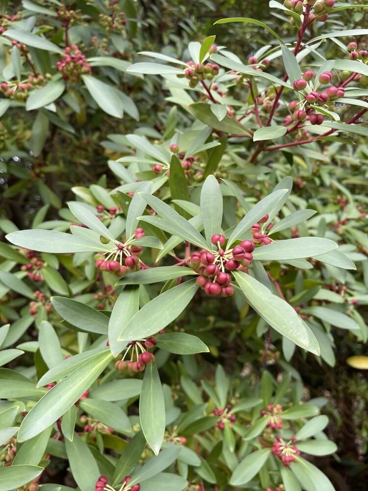 Green shrub with elongated leaves and clusters of small, round, reddish-purple berries. The background shows dense foliage and more berry clusters.