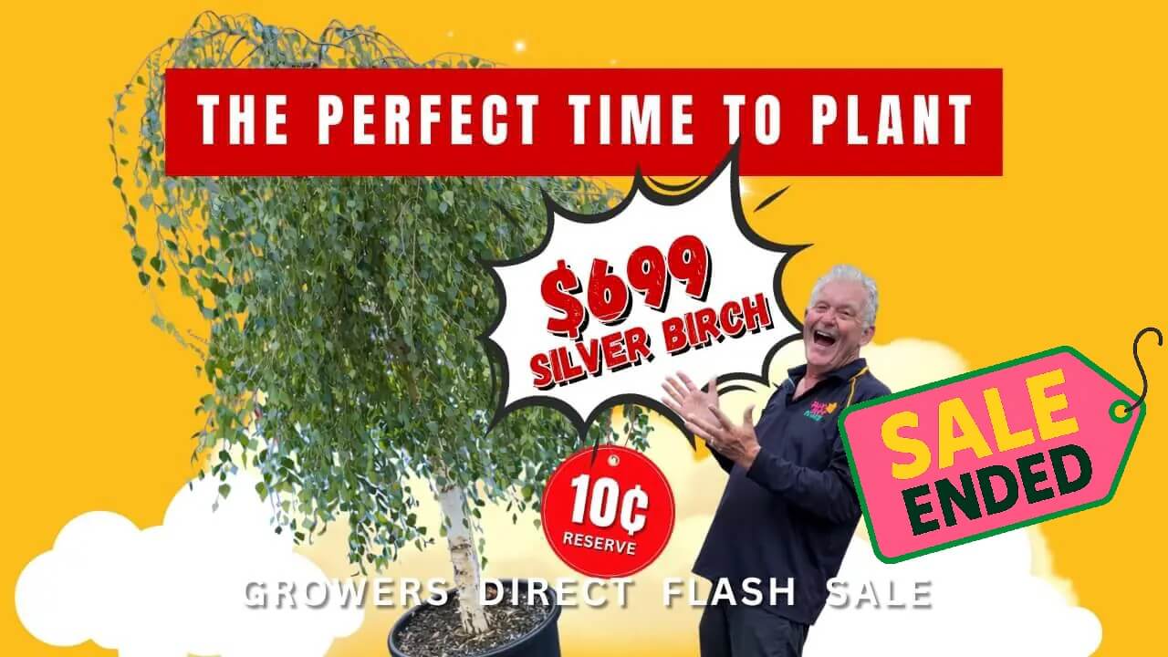 A man stands beside a silver birch tree with a £699 price tag; a "SALE ENDED" label is overlaid on a yellow background, highlighting "THE PERFECT TIME TO PLANT" above—a nod to the recent plant auction sale.