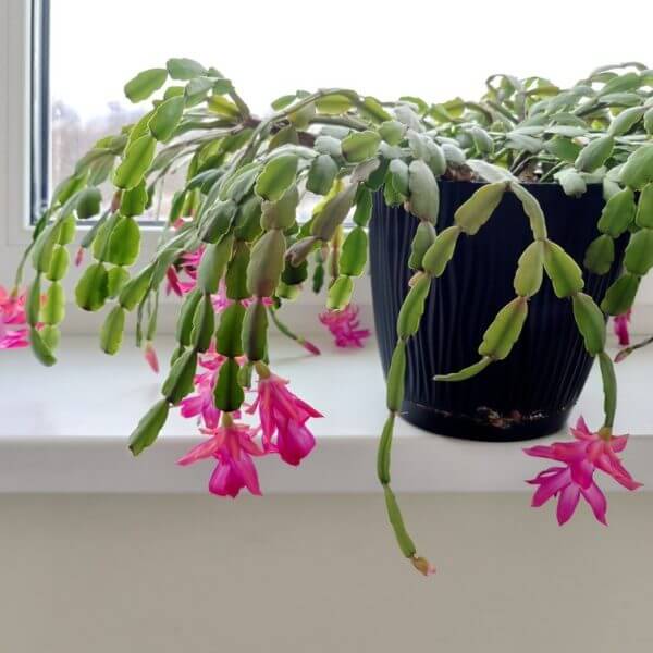 A potted Christmas cactus with green segmented stems and bright pink flowers sits on a white windowsill.