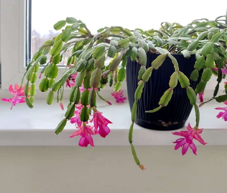 A potted Christmas cactus with green segmented stems and bright pink flowers sits on a white windowsill.