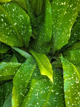 Close-up of large green leaves with numerous white speckles and spots covering their surfaces.