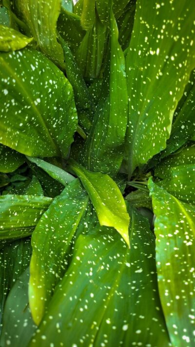 Close-up of large green leaves with numerous white speckles and spots covering their surfaces.
