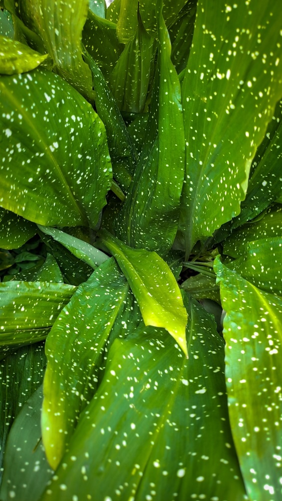 Close-up of large green leaves with numerous white speckles and spots covering their surfaces.