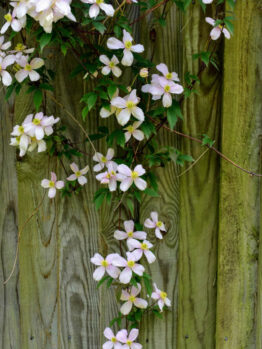 Soft pink Clematis 'Broughton Star' blooms with green leaves climb a weathered wooden fence in natural daylight.