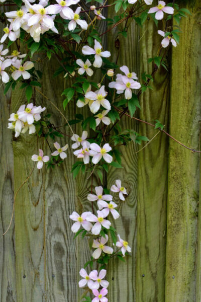 Soft pink Clematis 'Broughton Star' blooms with green leaves climb a weathered wooden fence in natural daylight.