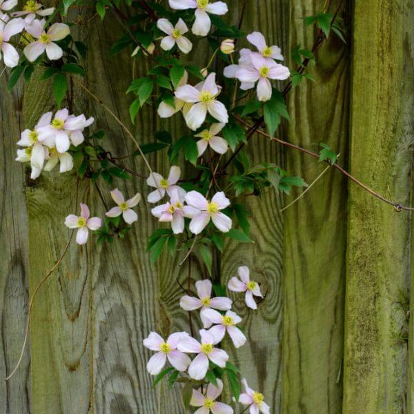Soft pink Clematis 'Broughton Star' blooms with green leaves climb a weathered wooden fence in natural daylight.