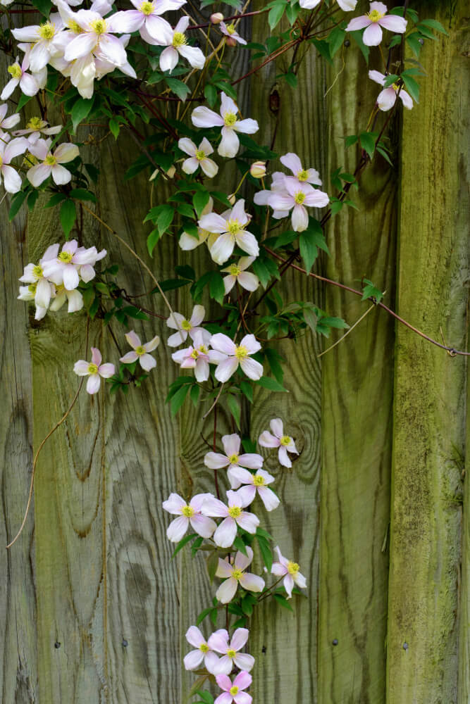 Soft pink Clematis 'Broughton Star' blooms with green leaves climb a weathered wooden fence in natural daylight.