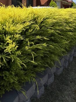 Dense yellow-green shrubs grow along a raised stone retaining wall beside a grassy lawn and a residential road.