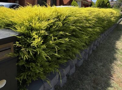 Dense yellow-green shrubs grow along a raised stone retaining wall beside a grassy lawn and a residential road.