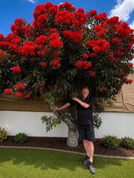 A man smiles with one arm around a Corymbia 'Baby Scarlet' Flowering Gum 12" Pot, its bright red flowers standing out against a white wall and green lawn.