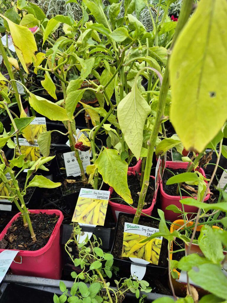 Potted pepper plants with yellow pods and plant labels are arranged closely together in a nursery setting, perfect for those looking to save during our Plants Clearance Sale.