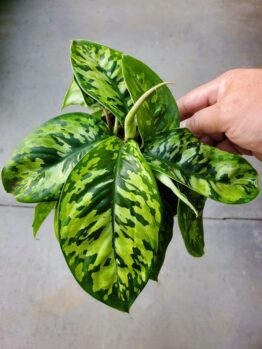 A hand holds a Homalomena 'Camouflage' 13 cm Pot, its broad green leaves with light and dark camouflage patterns stand out against a plain grey background.