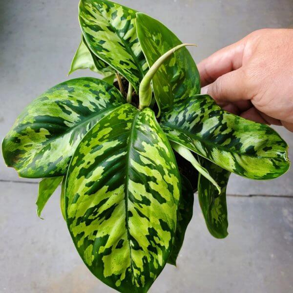 A hand holds a Homalomena 'Camouflage' 13 cm Pot, its broad green leaves with light and dark camouflage patterns stand out against a plain grey background.