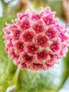 Close-up of a spherical cluster of small, star-shaped pink Hoya aldrichii flowers in a 5" hanging basket, with blurred green leaves in the background.