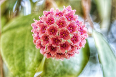 Close-up of a spherical cluster of small, star-shaped pink Hoya aldrichii flowers in a 5" hanging basket, with blurred green leaves in the background.