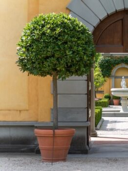 A round topiary tree in a terracotta pot stands in front of a yellow building with an arched doorway and a courtyard with a white fountain in the background.