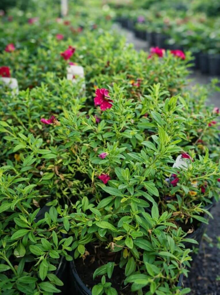 Rows of potted green shrubs with small pink flowers are arranged outdoors on a gravel path in a plant nursery, perfect for browsing during the Plants Clearance Sale.