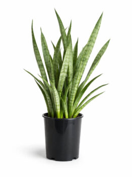 A potted snake plant with tall, upright green leaves in a black plastic container, set against a white background.