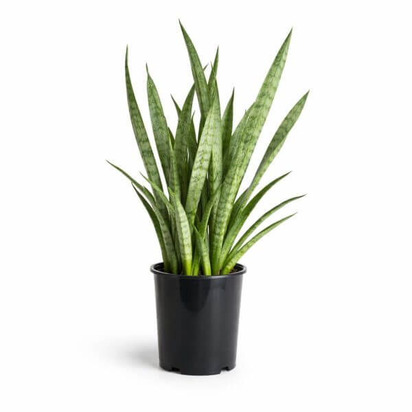 A potted snake plant with tall, upright green leaves in a black plastic container, set against a white background.