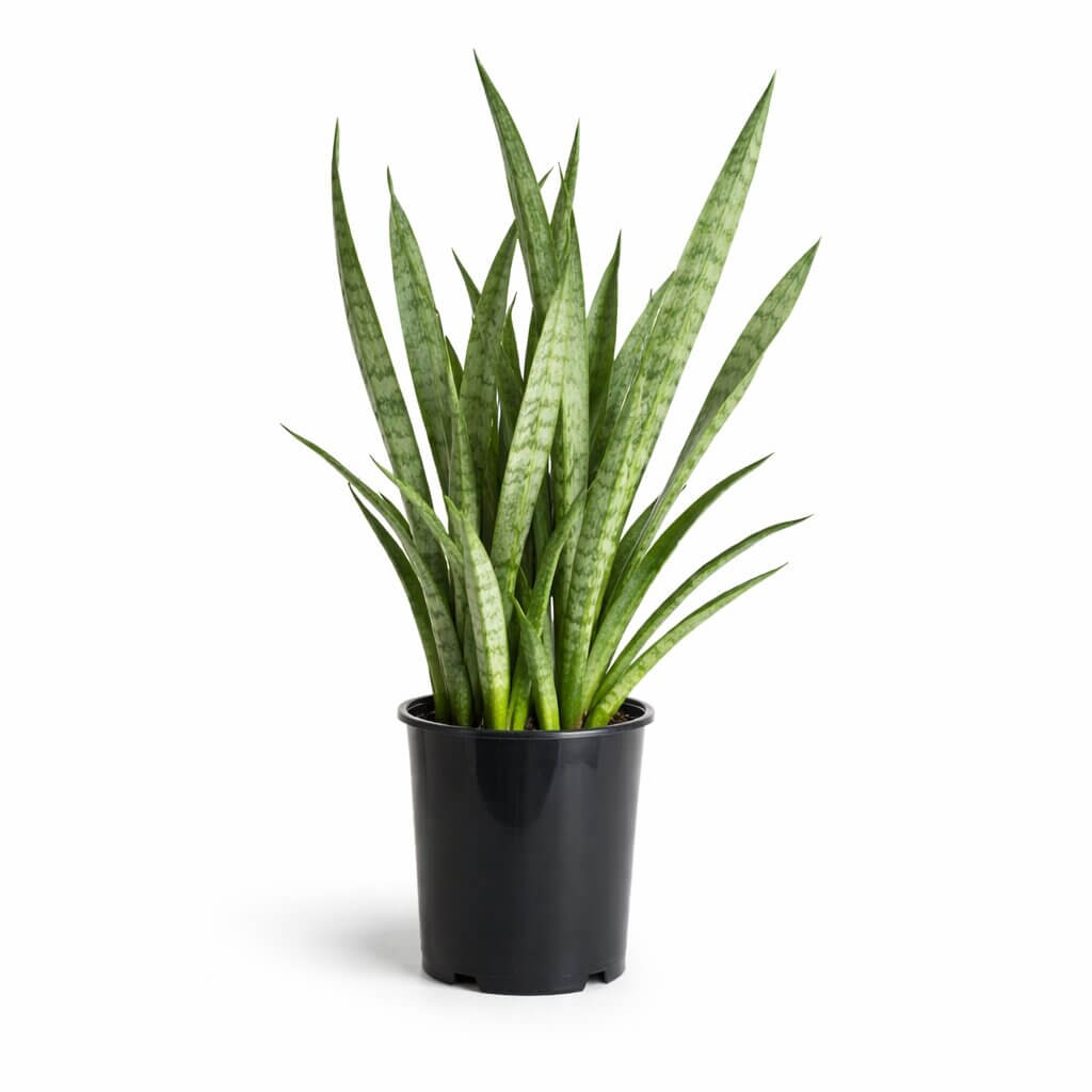 A potted snake plant with tall, upright green leaves in a black plastic container, set against a white background.