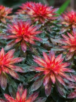 Euphorbia 'Rudolph' in a 6" pot features clusters of red and green spiky flowers with pointed petals and water droplets on the leaves, all set among lush green foliage.