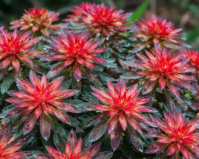 Euphorbia 'Rudolph' in a 6" pot features clusters of red and green spiky flowers with pointed petals and water droplets on the leaves, all set among lush green foliage.