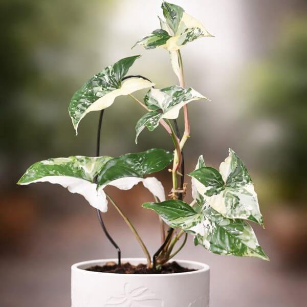 A variegated Syngonium plant with green and white leaves in a white textured pot, placed on a blurred background.