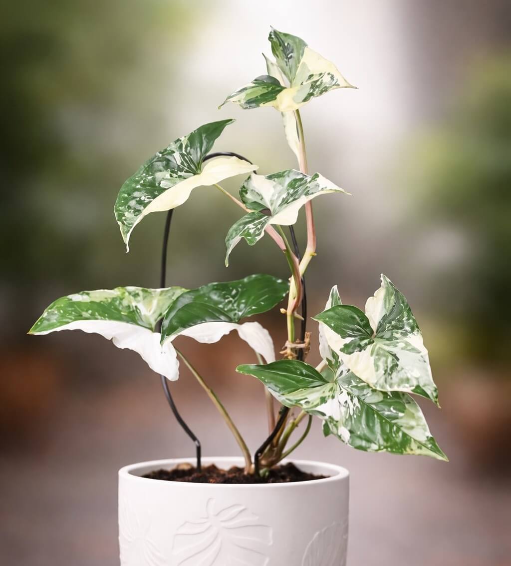 A variegated Syngonium plant with green and white leaves in a white textured pot, placed on a blurred background.