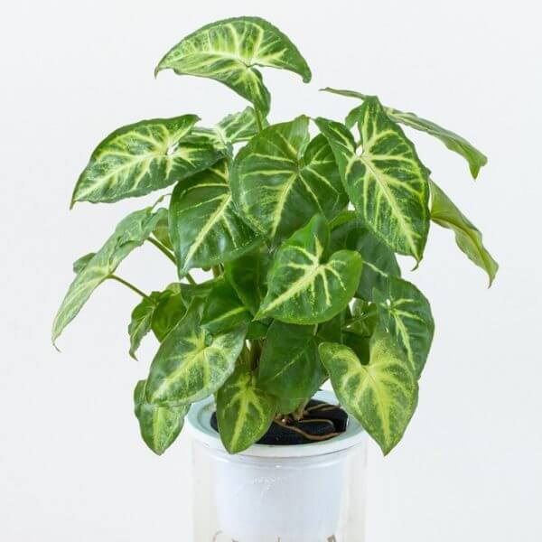 A green houseplant with arrow-shaped leaves featuring light green and yellow veins, placed in a transparent pot against a plain white background.