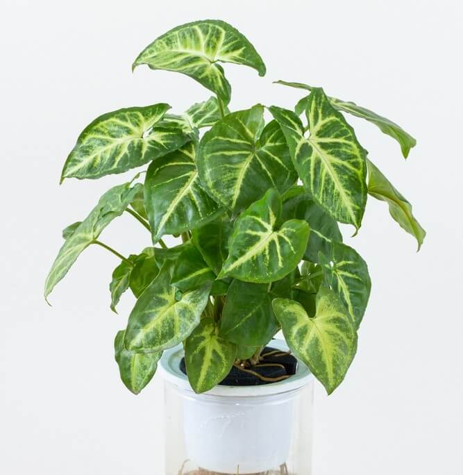 A green houseplant with arrow-shaped leaves featuring light green and yellow veins, placed in a transparent pot against a plain white background.
