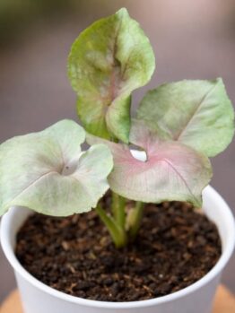 A potted Caladium plant with three light green leaves showing subtle pink veins, set against a blurred outdoor background.