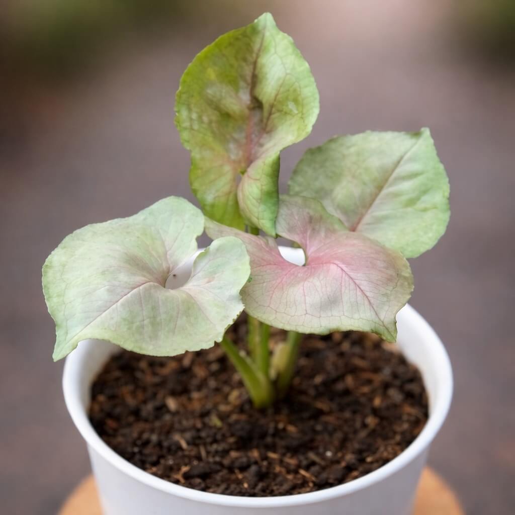 A potted Caladium plant with three light green leaves showing subtle pink veins, set against a blurred outdoor background.