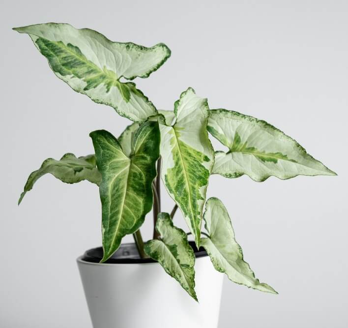 A potted Syngonium plant with arrow-shaped green and white variegated leaves against a plain light background.