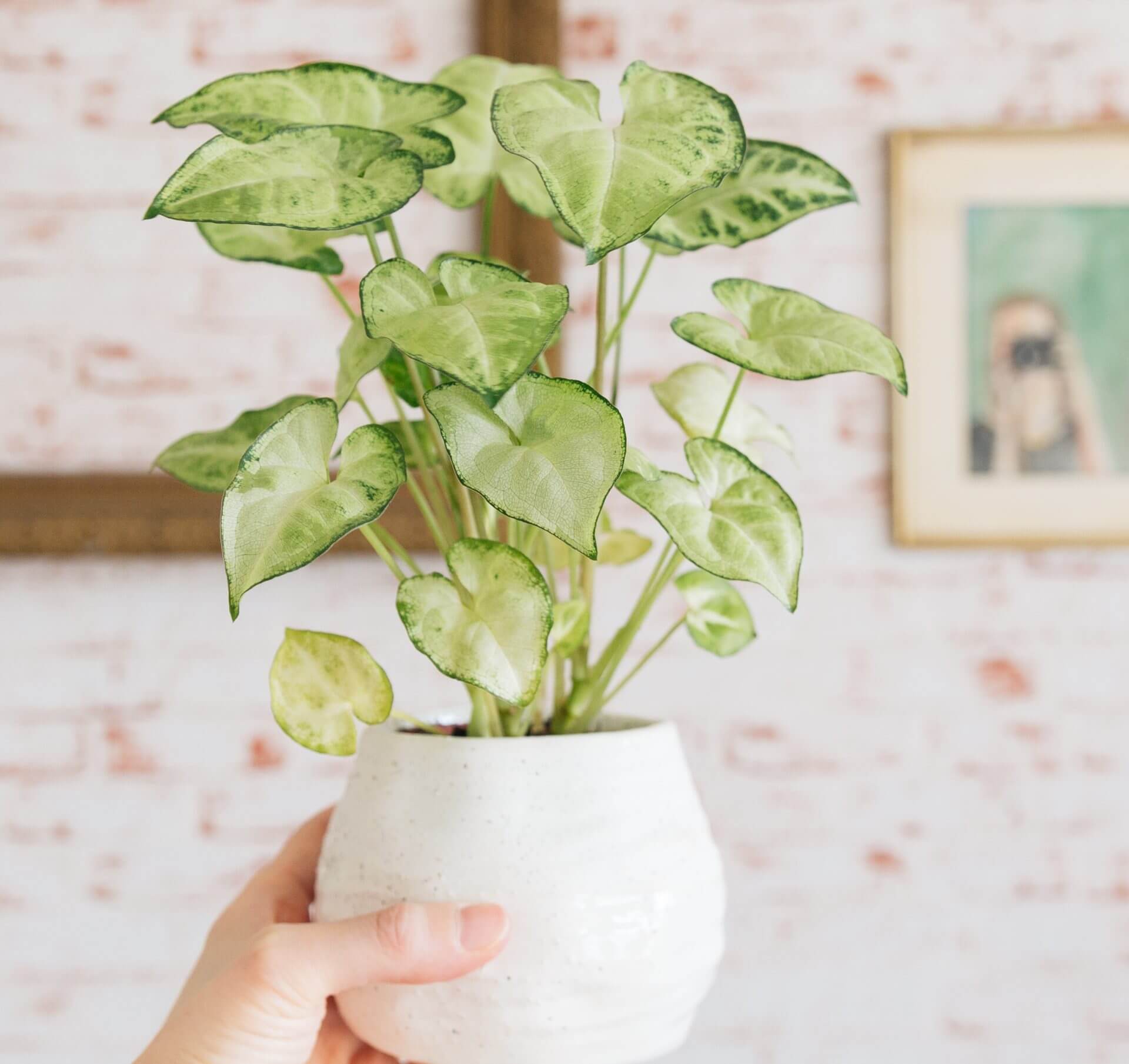 A hand holding a white ceramic pot with a small leafy green houseplant in front of a brick-patterned wall and framed artwork.