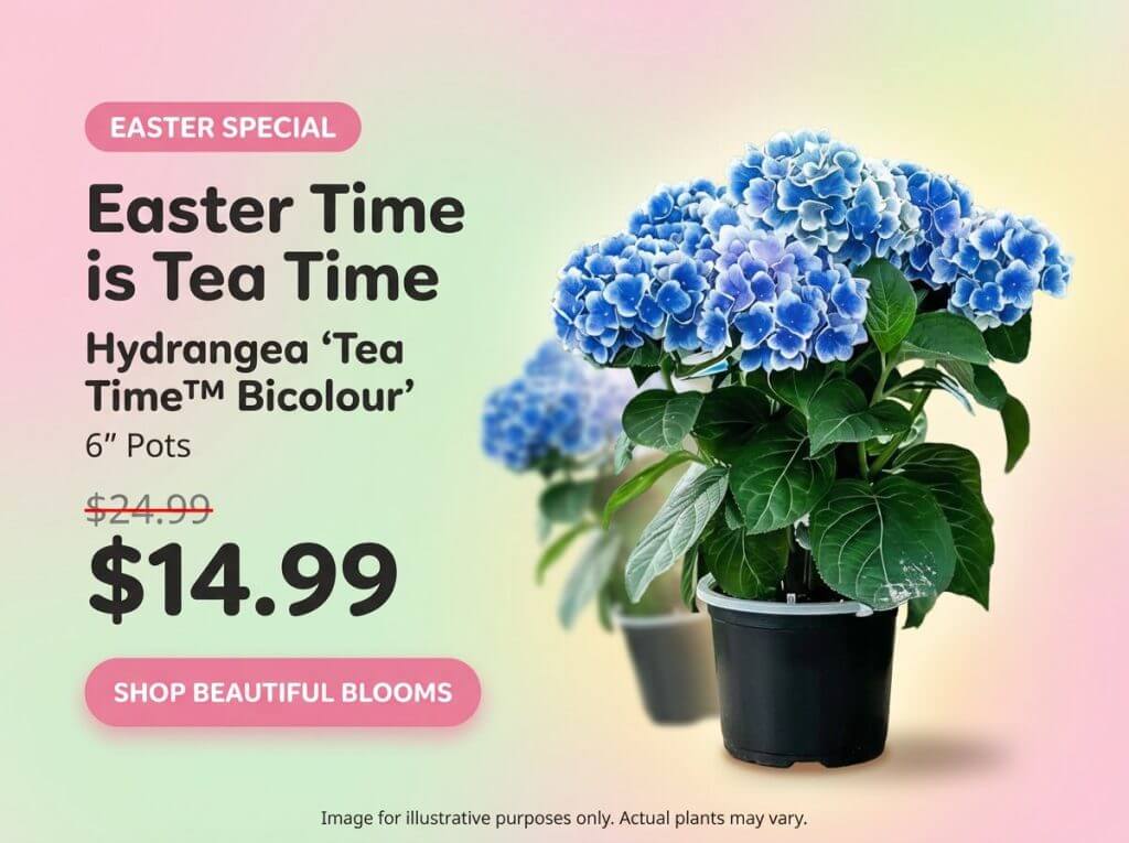 Promotional image featuring potted Hydrangea ‘Tea Time™ Bicolour’ plants for sale at £14.99, down from £24.99, with "Easter Time is Tea Time," "Shop Beautiful Blooms," and "Time To Plant" on a pastel background.