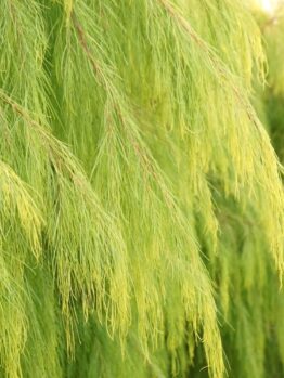 Close-up of long, green, needle-like leaves on weeping branches of an Acacia 'Lemon Magik' in a 15cm pot, with sunlight highlighting the foliage.