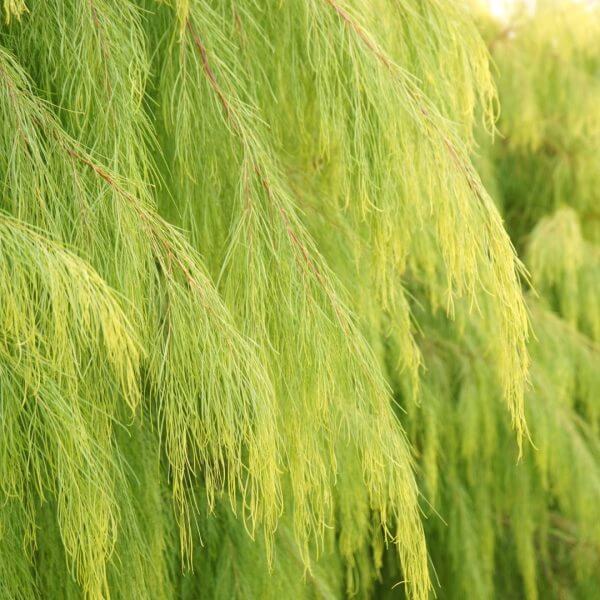 Close-up of long, green, needle-like leaves on weeping branches of an Acacia 'Lemon Magik' in a 15cm pot, with sunlight highlighting the foliage.