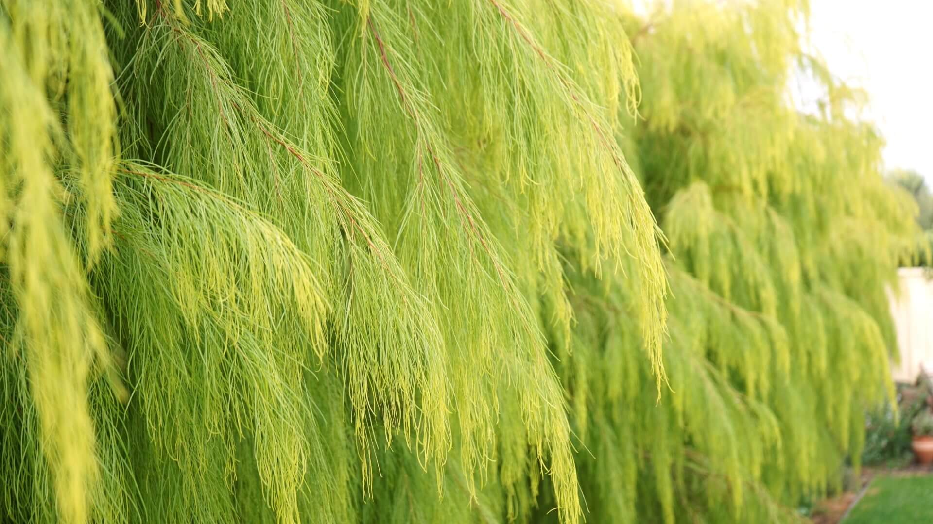 Close-up of long, green, needle-like leaves on weeping branches of an Acacia 'Lemon Magik' in a 15cm pot, with sunlight highlighting the foliage.