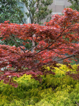 A Japanese maple tree with red leaves stands above a bed of yellow-green foliage, surrounded by other green trees.