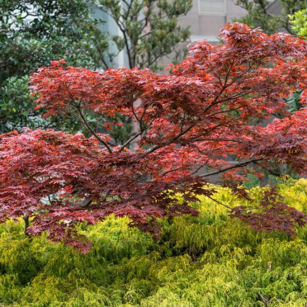 A Japanese maple tree with red leaves stands above a bed of yellow-green foliage, surrounded by other green trees.