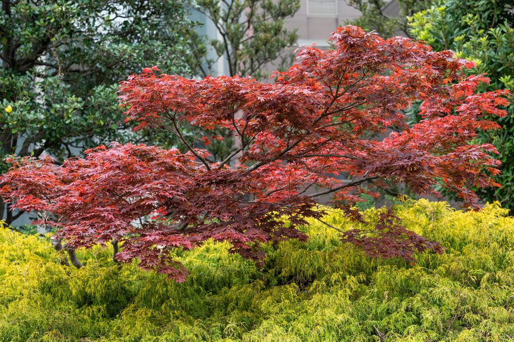 A Japanese maple tree with red leaves stands above a bed of yellow-green foliage, surrounded by other green trees.