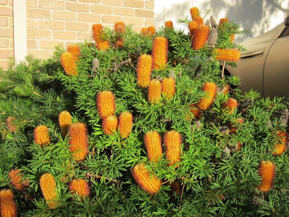 A Banksia 'Coastal Cushion' in an 8" pot displays dense green foliage and many bright orange cylindrical flowers as it grows in sunlight beside a brick wall and a parked car.
