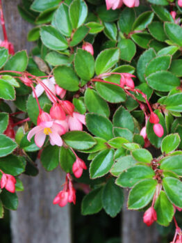 Begonia 'Fancy Pants' in a 15cm pot displays green leaves with small pink and white flowers and buds, shown growing beside a weathered wooden fence.