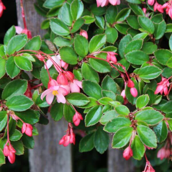 Begonia 'Fancy Pants' in a 15cm pot displays green leaves with small pink and white flowers and buds, shown growing beside a weathered wooden fence.