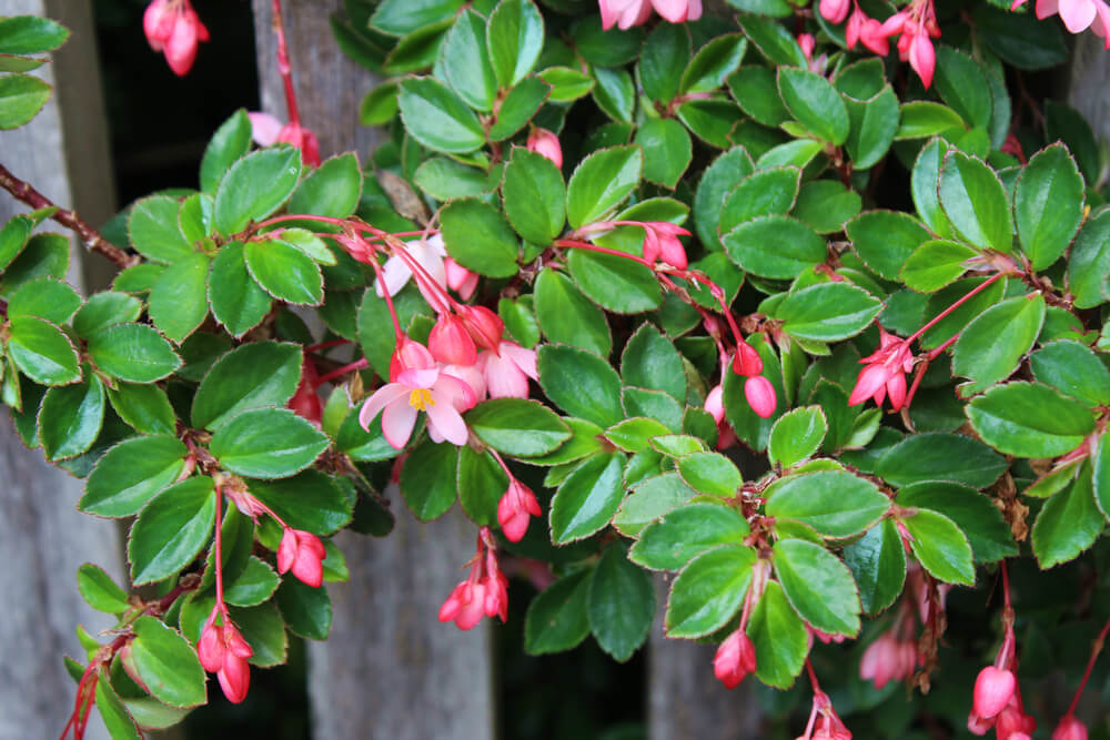 Begonia 'Fancy Pants' in a 15cm pot displays green leaves with small pink and white flowers and buds, shown growing beside a weathered wooden fence.